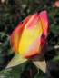 Preview: Rosa Orient Express